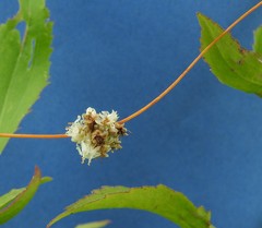 Cuscuta glomerata
