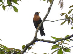 Turdus rufitorques