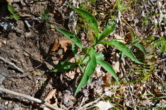 Triosteum angustifolium