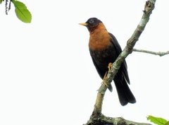 Turdus rufitorques