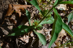 Triosteum angustifolium