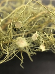 Usnea quasirigida