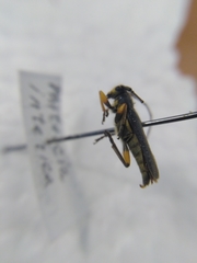 Phytoecia icterica