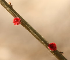 Callirhytis seminator