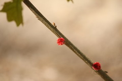 Callirhytis seminator