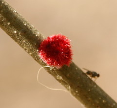 Callirhytis seminator