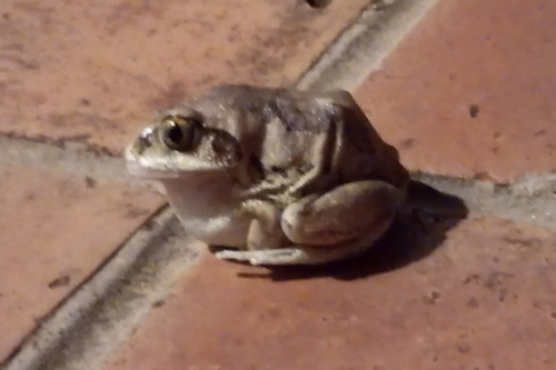 Bocage's Tree Frog