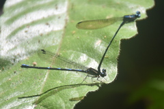 Argia oculata image