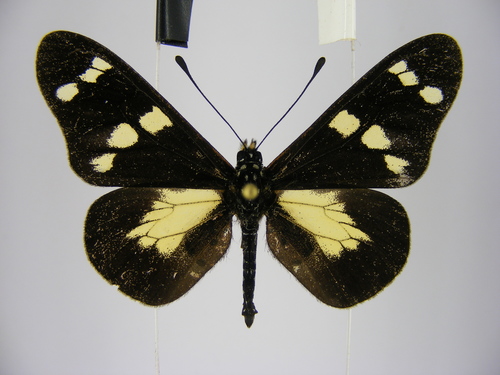 Bicolor Amber
