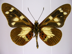 Acraea oreas