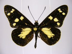 Acraea oreas