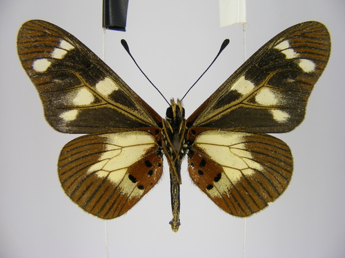 Bicolor Amber