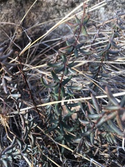 Pellaea wrightiana image