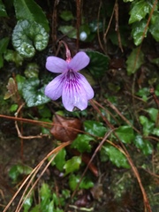 Viola formosana