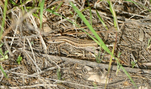 Western Snake-eyed Lizard