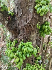 Averrhoa bilimbi image