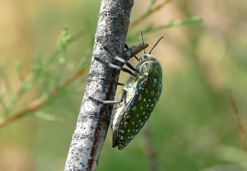 Julodis lucasi