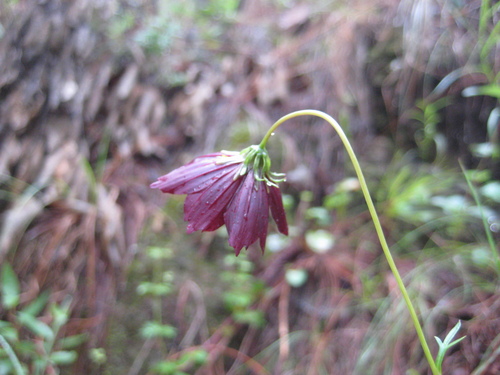 Cosmos sessilis, photograph 2