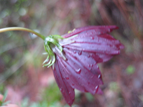 Cosmos sessilis, photograph 6