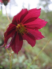 Cosmos sessilis, photograph (c) Arturo Castro Castro, some rights reserved (CC BY)