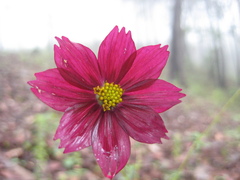 Cosmos sessilis, photograph (c) Arturo Castro Castro, some rights reserved (CC BY)