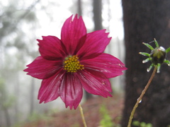 Cosmos sessilis