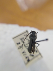 Phytoecia caerulescens