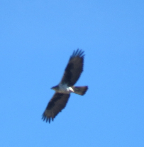 Águila perdicera (Aquila fasciata)