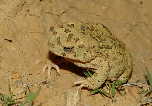 Mauritanian Toad