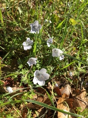 Nemophila pedunculata
