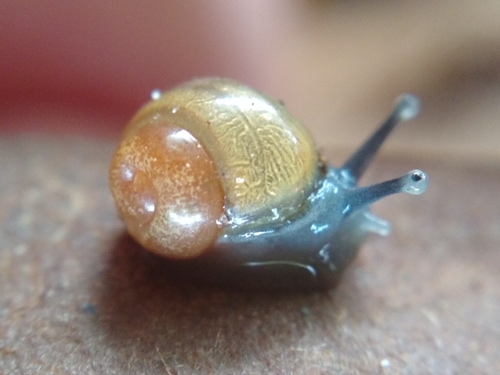Pupisoma dioscoricola, 2024-02-15