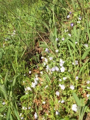 Nemophila pedunculata