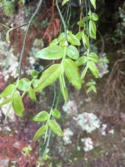 Vaccinium japonicum lasiostemon