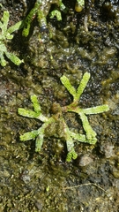 Marchantia macropora