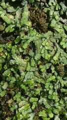 Marchantia macropora
