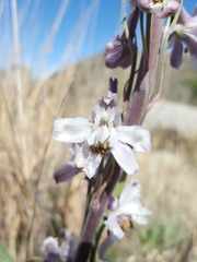 Delphinium wootonii