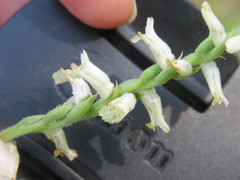 Spiranthes praecox