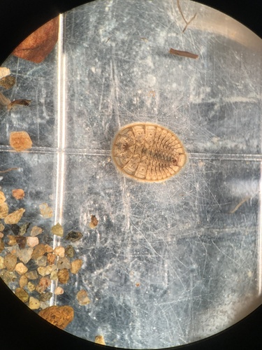 Psephenus falli photo 2
