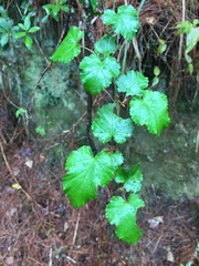 Rubus taitoensis