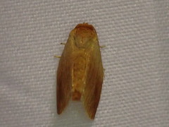 Tortricidia testacea