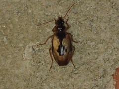 Lebia fuscata