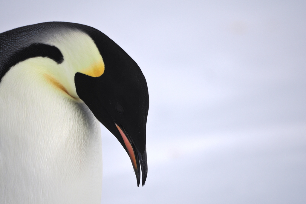 Close view of an emperor penguin head with its yellow ear patch and long curved bill