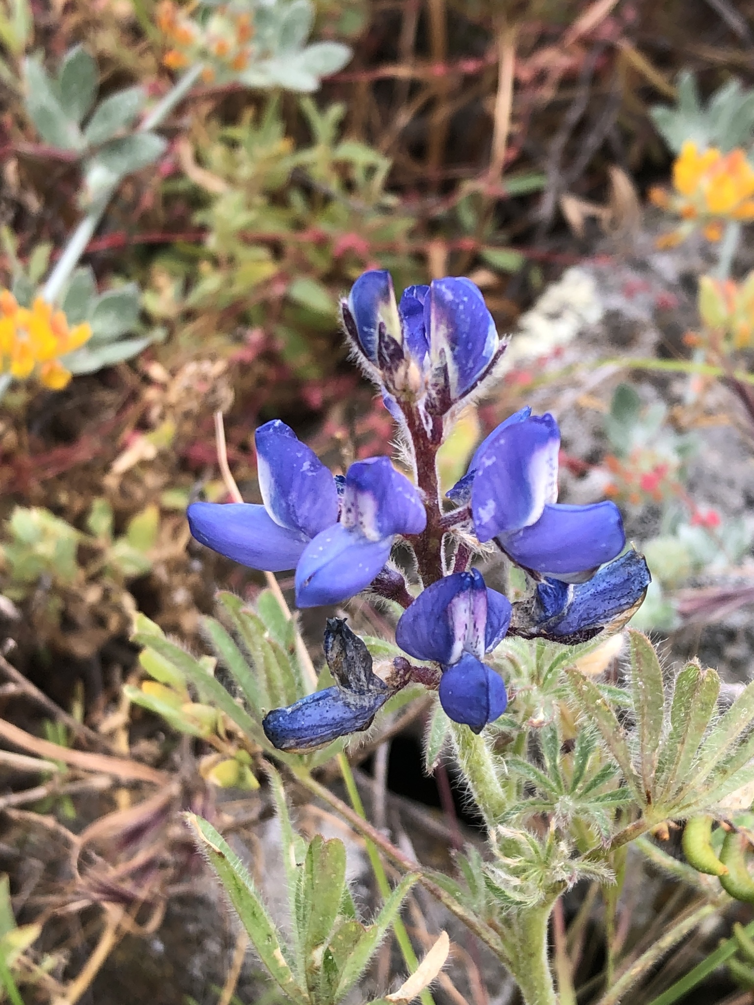 Lupinus guadalupensis