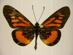 Acraea orinata