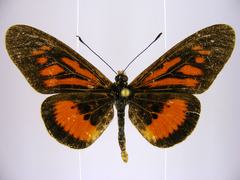 Acraea orinata