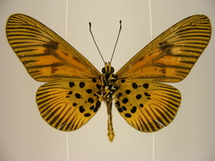Acraea orinata