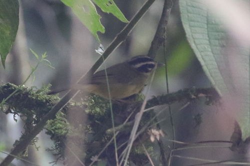 Three-striped Warbler (Basileuterus tristriatus), photo 4