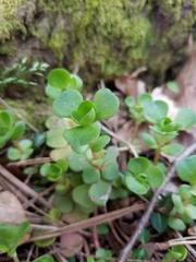 Sedum ternatum