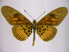 Acraea orinata