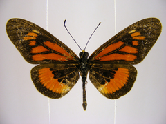 Acraea orinata